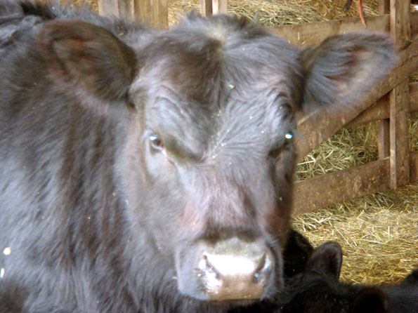 Spring 2011 Feeder Calves