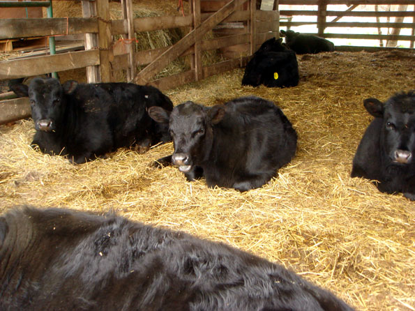 Spring 2011 Feeder Calves