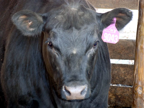 Black Angus Heifers