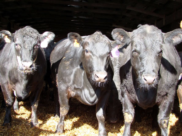 Black Angus Heifers