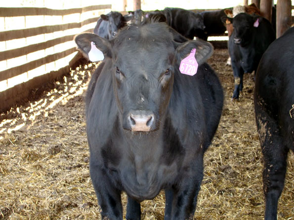 Black Angus Heifers