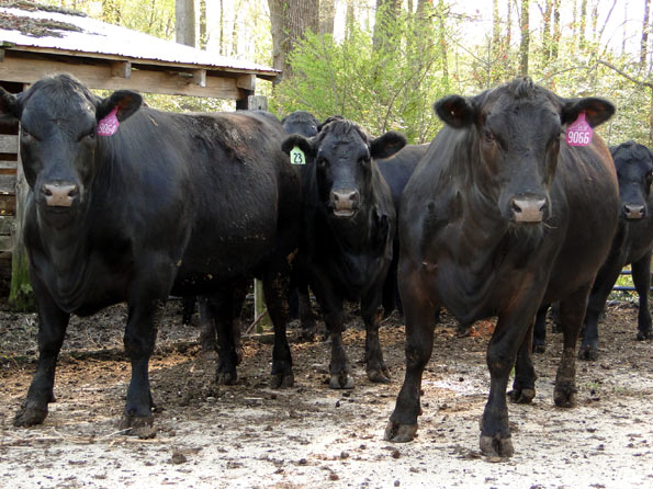 Fats ready to go to Market