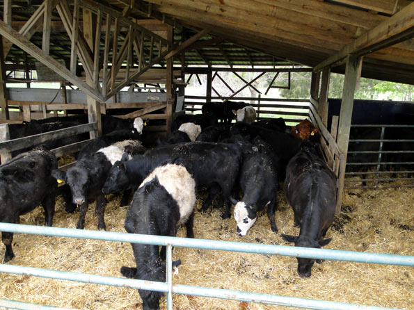 Tagging Spring Calves