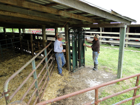 Tagging Spring Calves