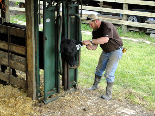 Tagging Spring Calves