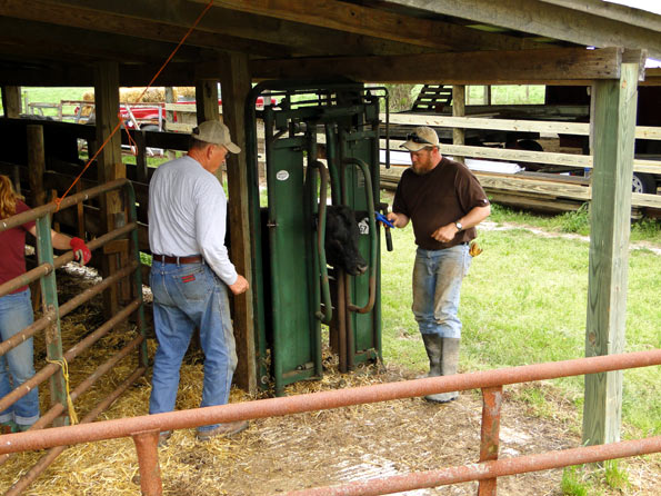 Tagging Spring Calves