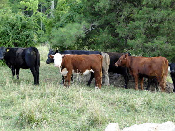 Summer Calves