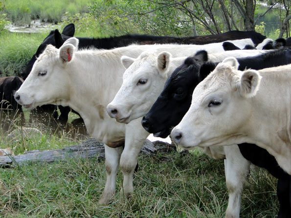 Summer Calves