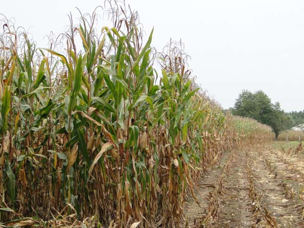 Field Corn