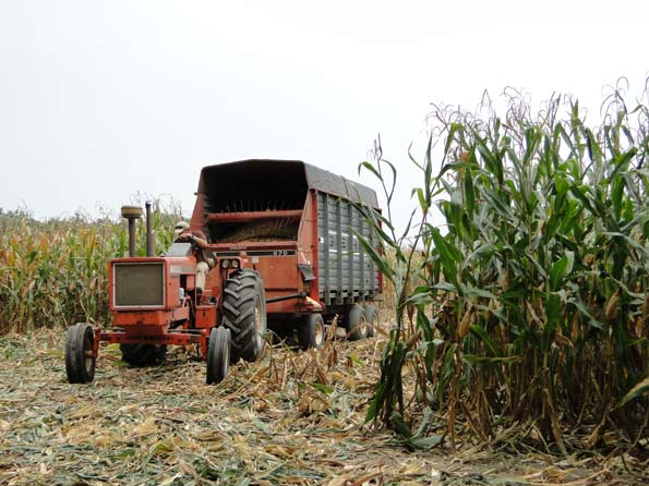 Field Corn