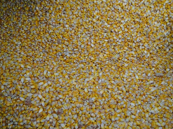 Field Corn