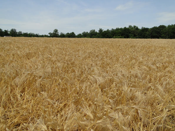 Cutting Barley