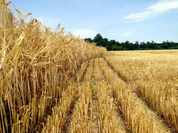 Cutting Barley