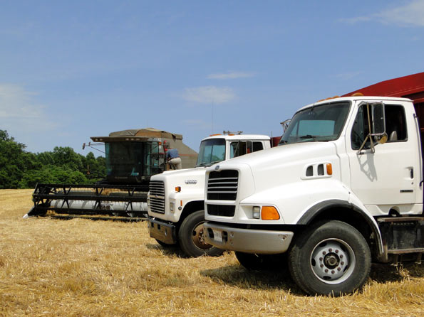 Cutting Barley