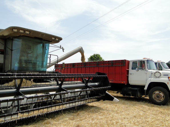 Cutting Barley