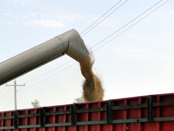 Cutting Barley