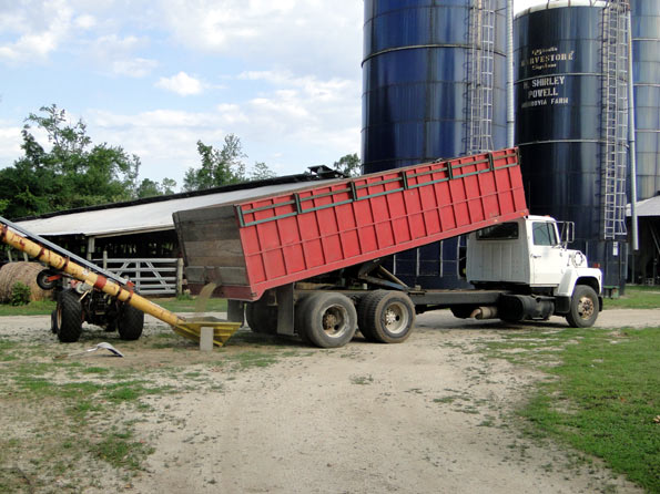 Cutting Barley