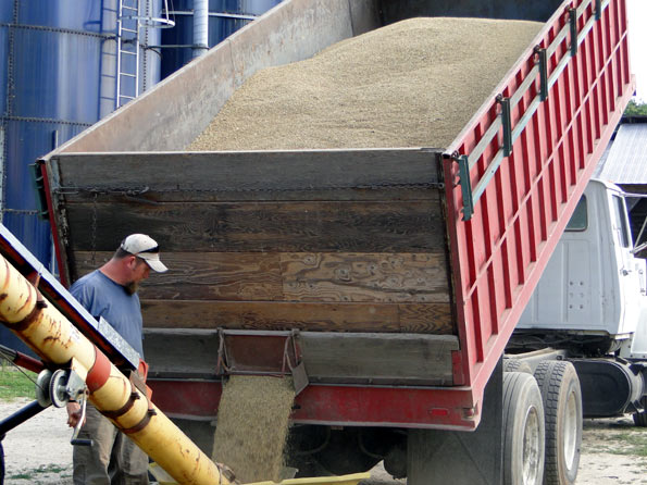 Cutting Barley