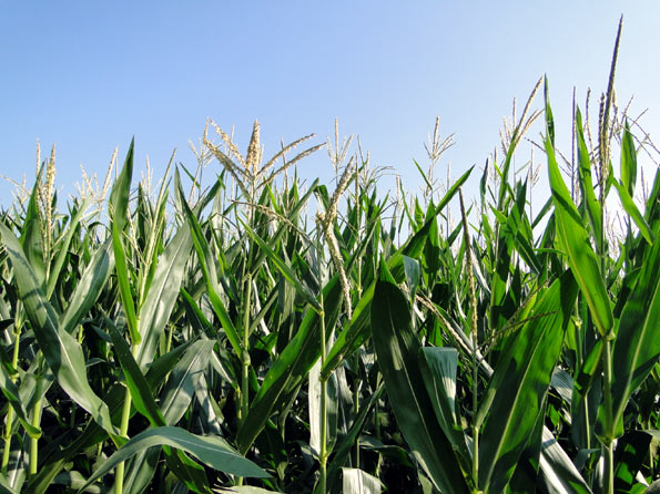 Field Corn