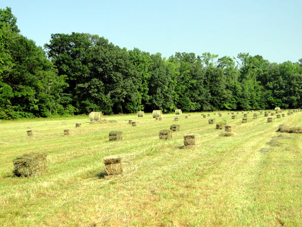 Bailing Hay